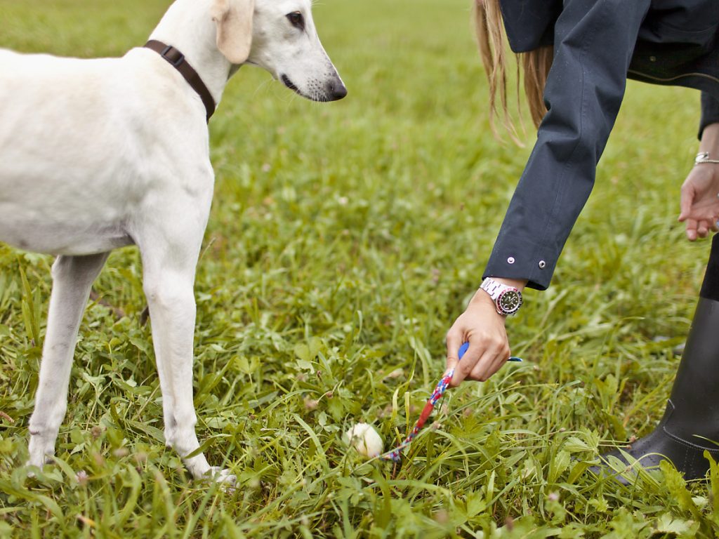 Regierung sieht keinen Bedarf für Hundekurs-Pflicht