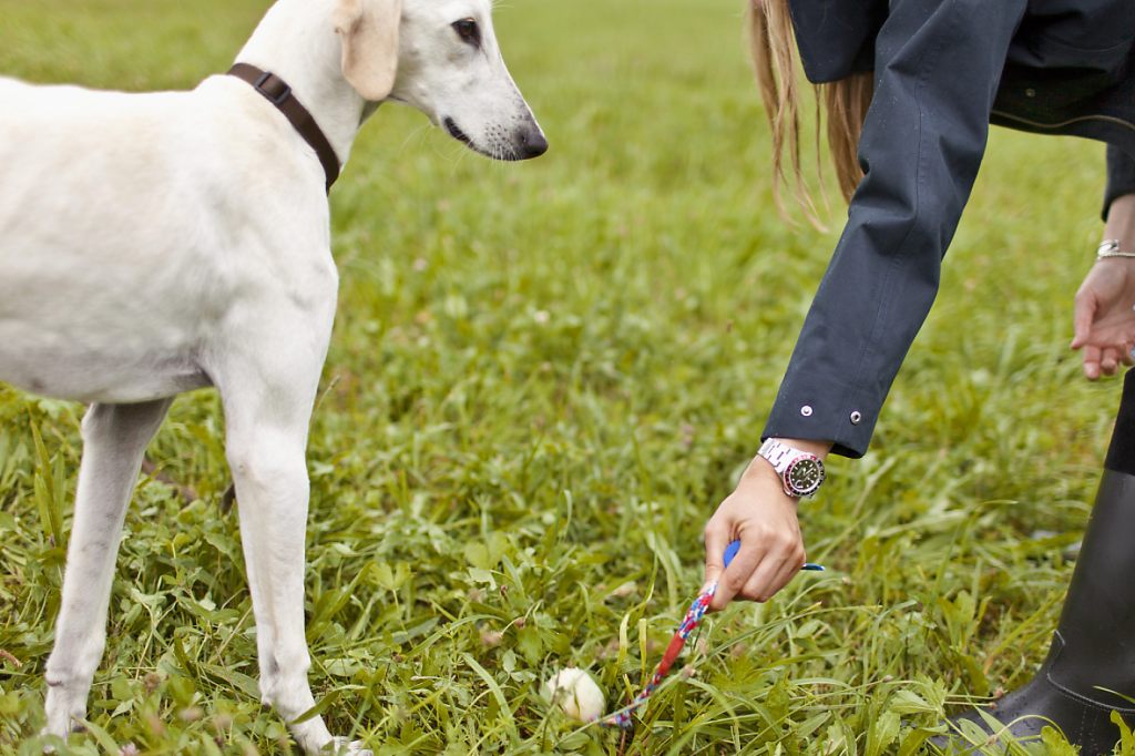 Regierung sieht keinen Bedarf für Hundekurs-Pflicht