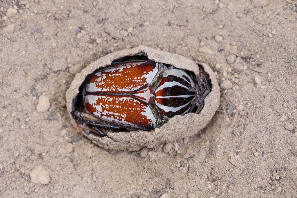 Kleine Giganten: Im Zoo Basel sind grosse Goliathkäfer zu sehen