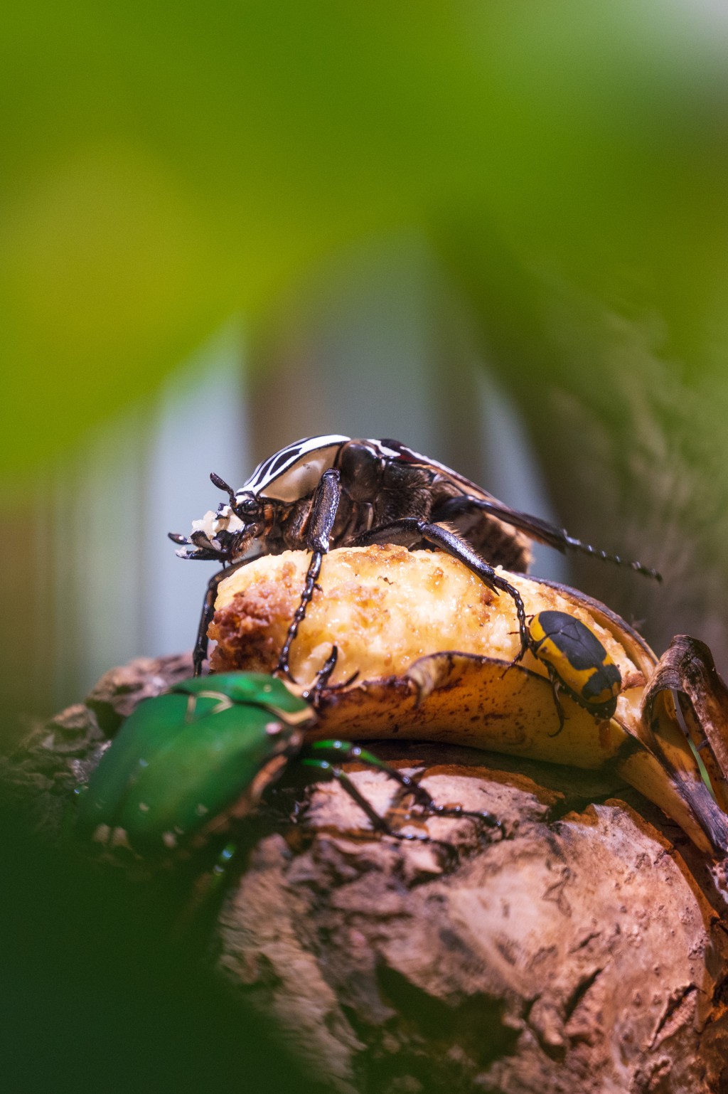 Kleine Giganten: Im Zoo Basel sind grosse Goliathkäfer zu sehen