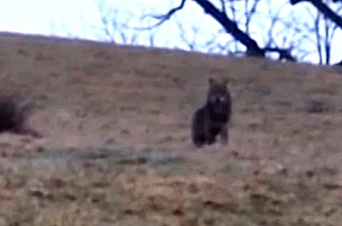 Ist hier ein Wolf in Langenbruck unterwegs?