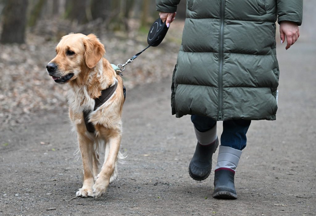 Der Bund warnt vor Hundekäufen im Internet