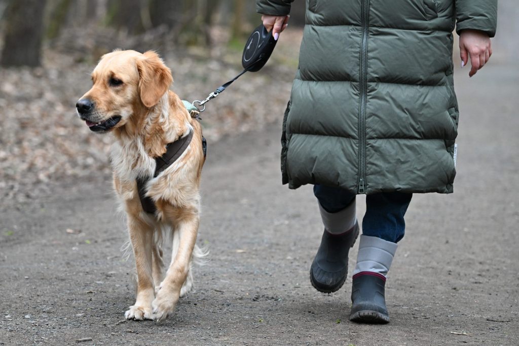 Der Bund warnt vor Hundekäufen im Internet