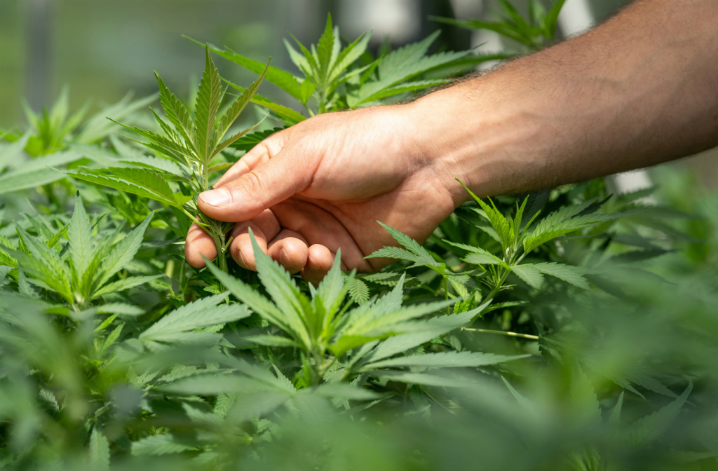 Nationalratskommission will Cannabis legalisieren