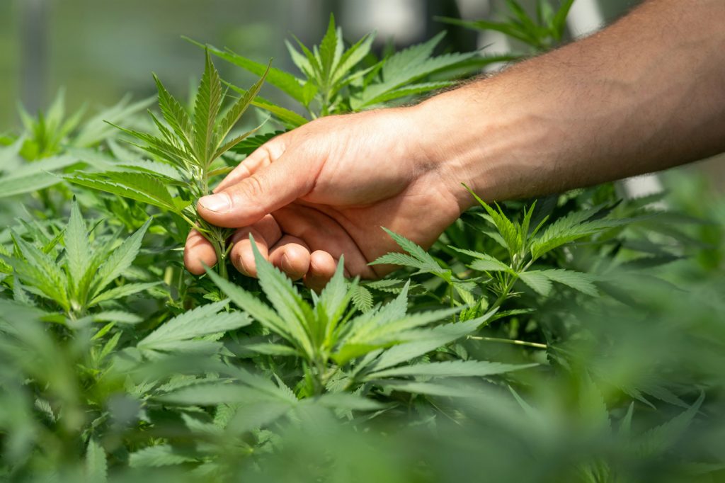 Nationalratskommission will Cannabis legalisieren