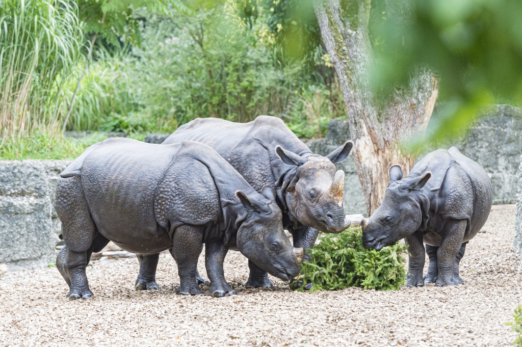 Mann klettert ins Nashorn-Gehege im Zolli