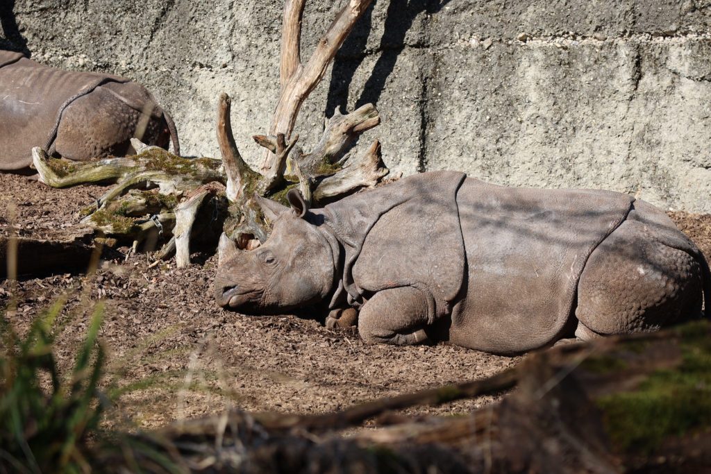 Zolli-Direktor: «Wir leiden extrem, wenn so etwas passiert»