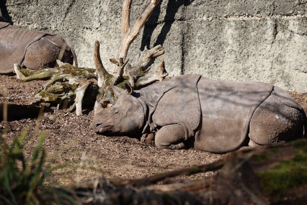 Zolli-Direktor: «Wir leiden extrem, wenn so etwas passiert»