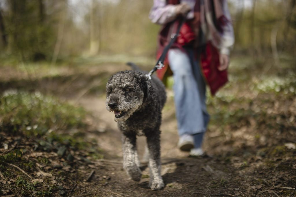 Ab 1. April gilt im Wald wieder Leinenpflicht