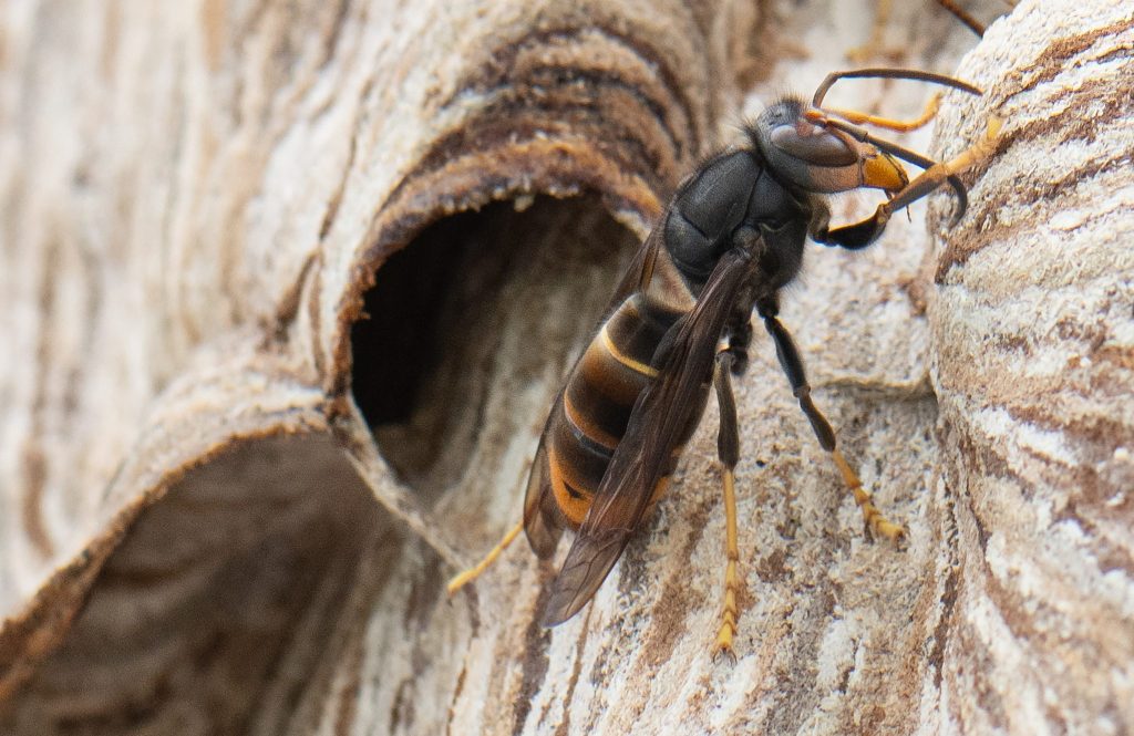 Asiatische Hornisse: Meldungen aus der Bevölkerungen zeigen Wirkung