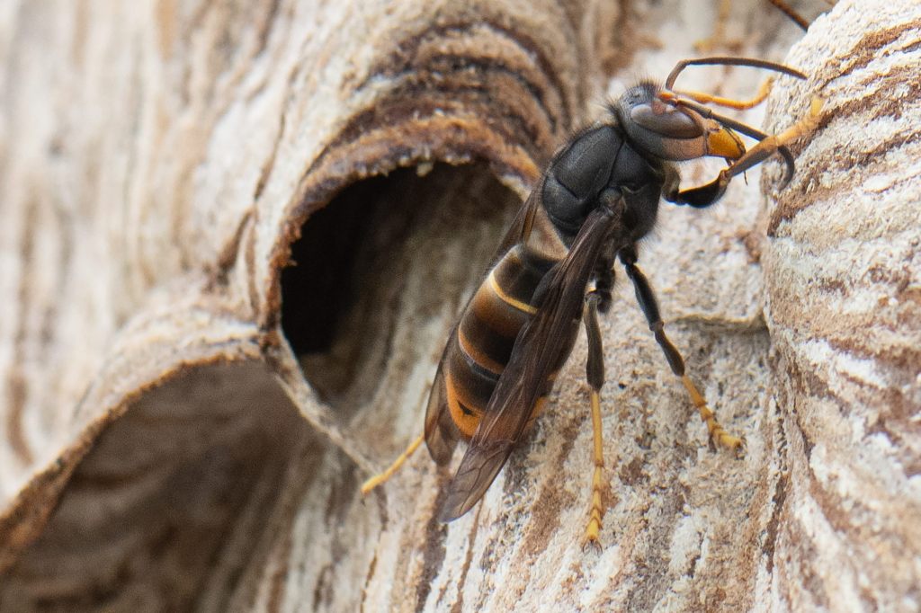 Asiatische Hornisse: Meldungen aus der Bevölkerungen zeigen Wirkung
