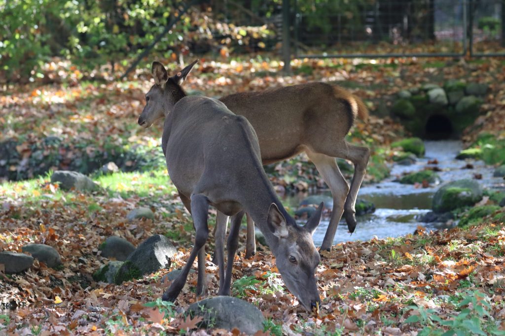 Lange Erlen: Die Rückkehr des Wappentiers
