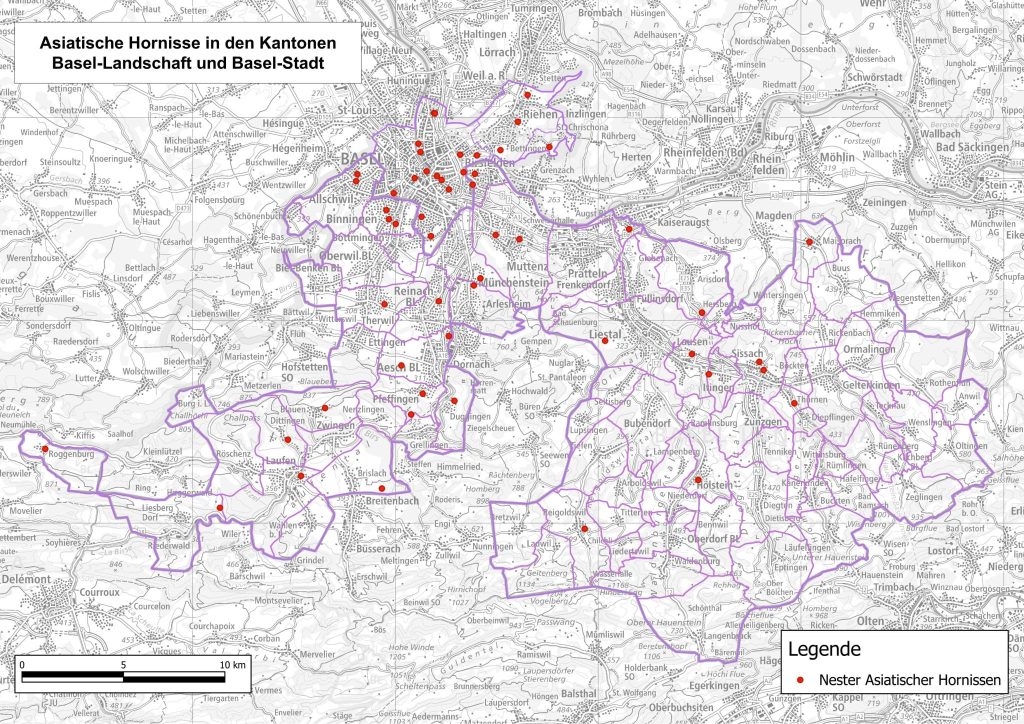Asiatische Hornisse: Meldungen aus der Bevölkerungen zeigen Wirkung