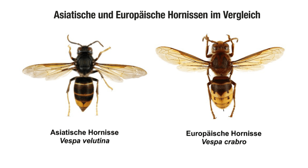Asiatische Hornisse: Meldungen aus der Bevölkerungen zeigen Wirkung