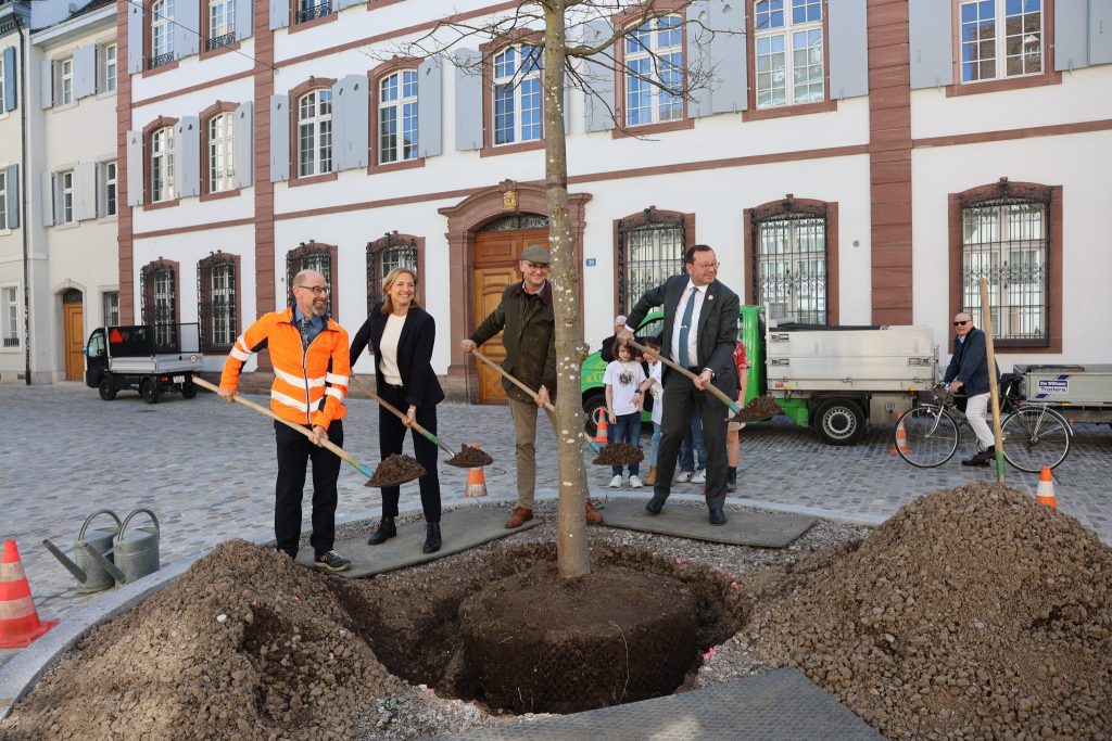 Ein junger Baum statt Bagger in der «neuen» St. Alban-Vorstadt
