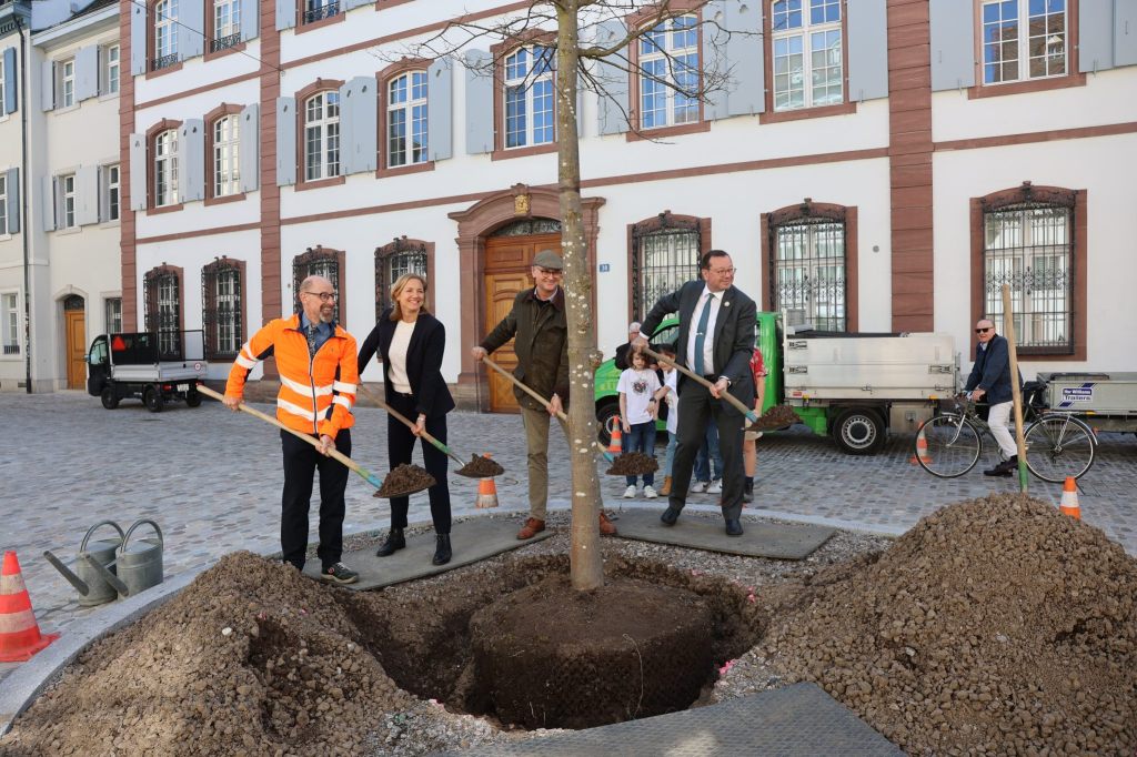 Ein junger Baum statt Bagger in der «neuen» St. Alban-Vorstadt
