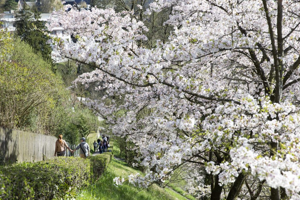 Bluescht-Blast: Verschiedene Touren durch die Baselbieter Blütenpracht