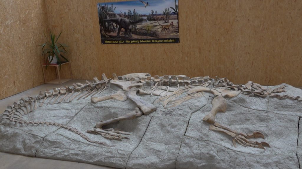 Dino on Tour: Der Plateosaurus XL geht auf Museumsreise nach Braunschweig
