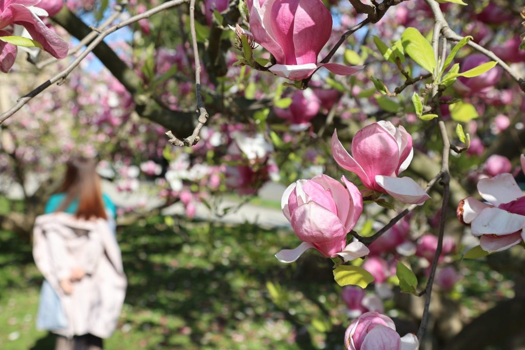 Fotos um jeden Preis: Magnolien leiden unter dem perfekten Frühlingsfoto