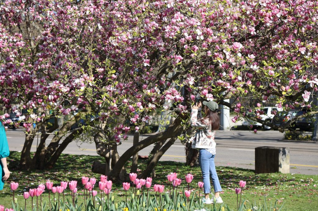 Fotos um jeden Preis: Magnolien leiden unter dem perfekten Frühlingsfoto