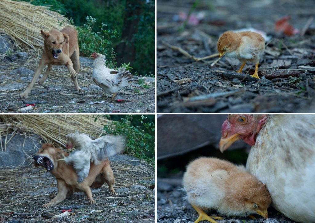 Freilaufende Hunde gefährden am Boden brütende Vogelarten