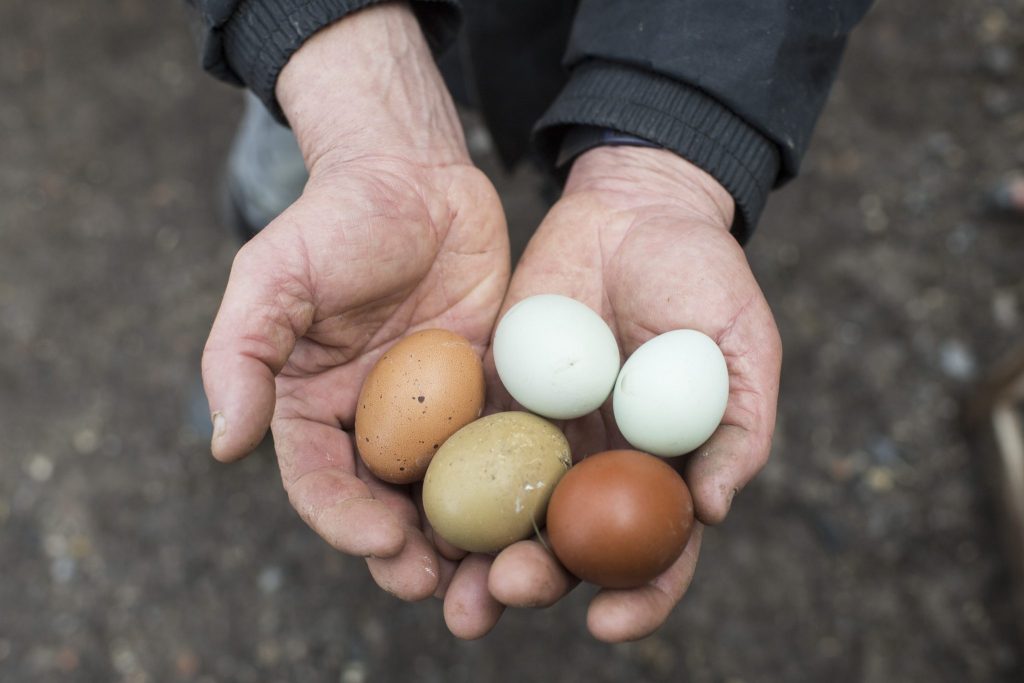 Das Ei war schon lange vor den Hühnern da