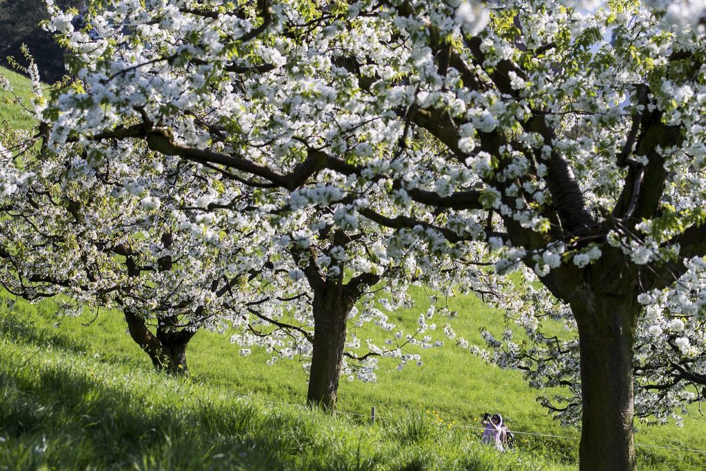 Bluescht-Blast: Verschiedene Touren durch die Baselbieter Blütenpracht