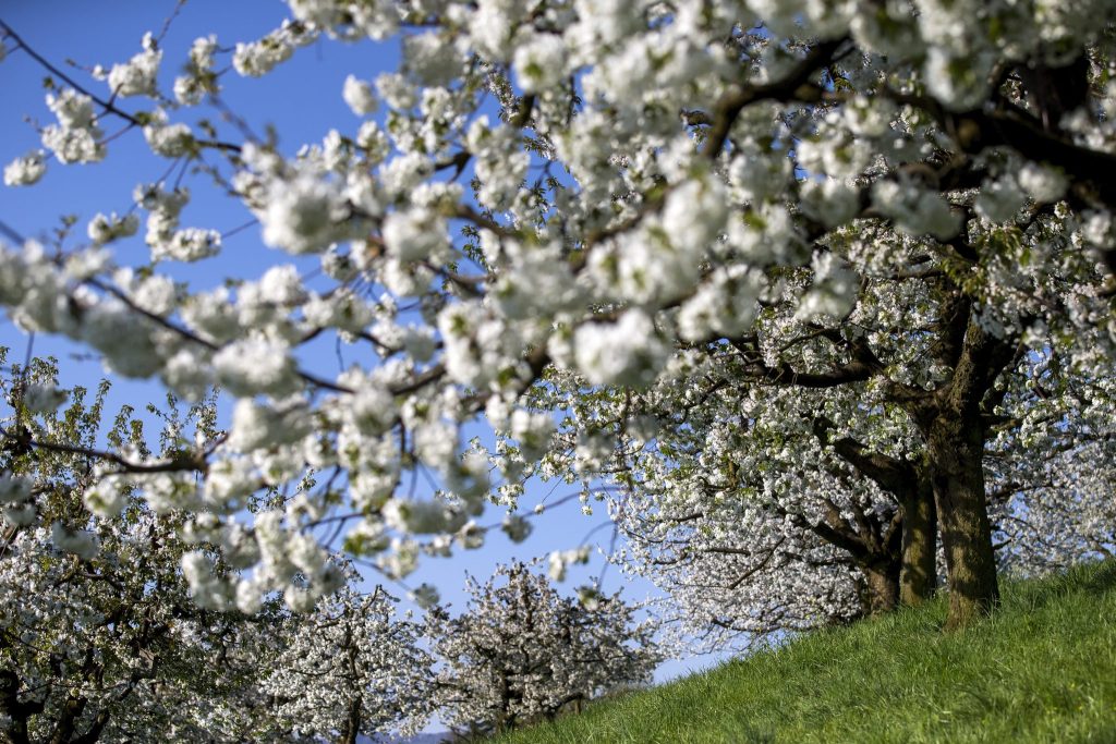 Bluescht-Blast: Verschiedene Touren durch die Baselbieter Blütenpracht