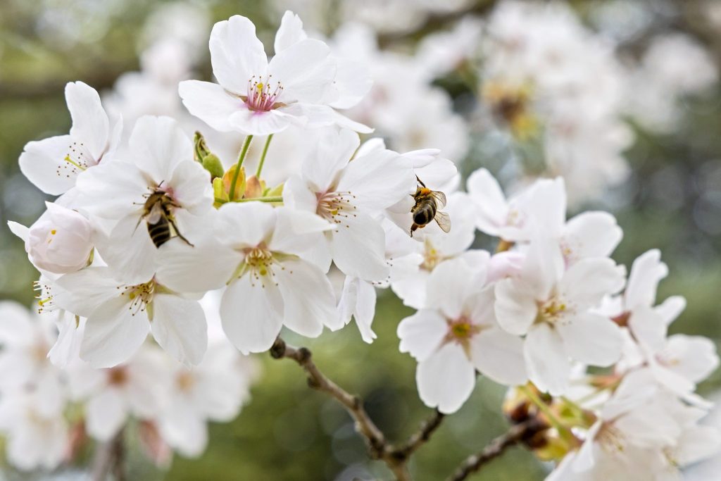 Bluescht-Blast: Verschiedene Touren durch die Baselbieter Blütenpracht