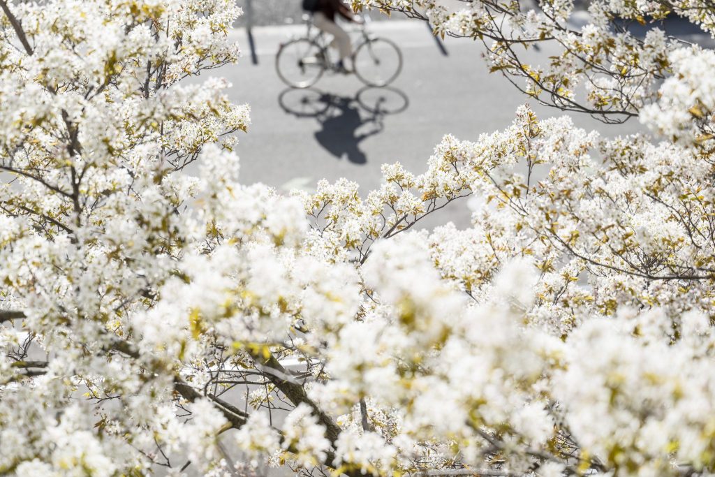 Bluescht-Blast: Verschiedene Touren durch die Baselbieter Blütenpracht