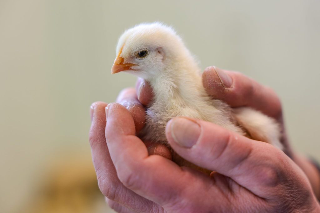 Niedliche Küken werden schnell zu ausgewachsenen Hühnern und Hähnen