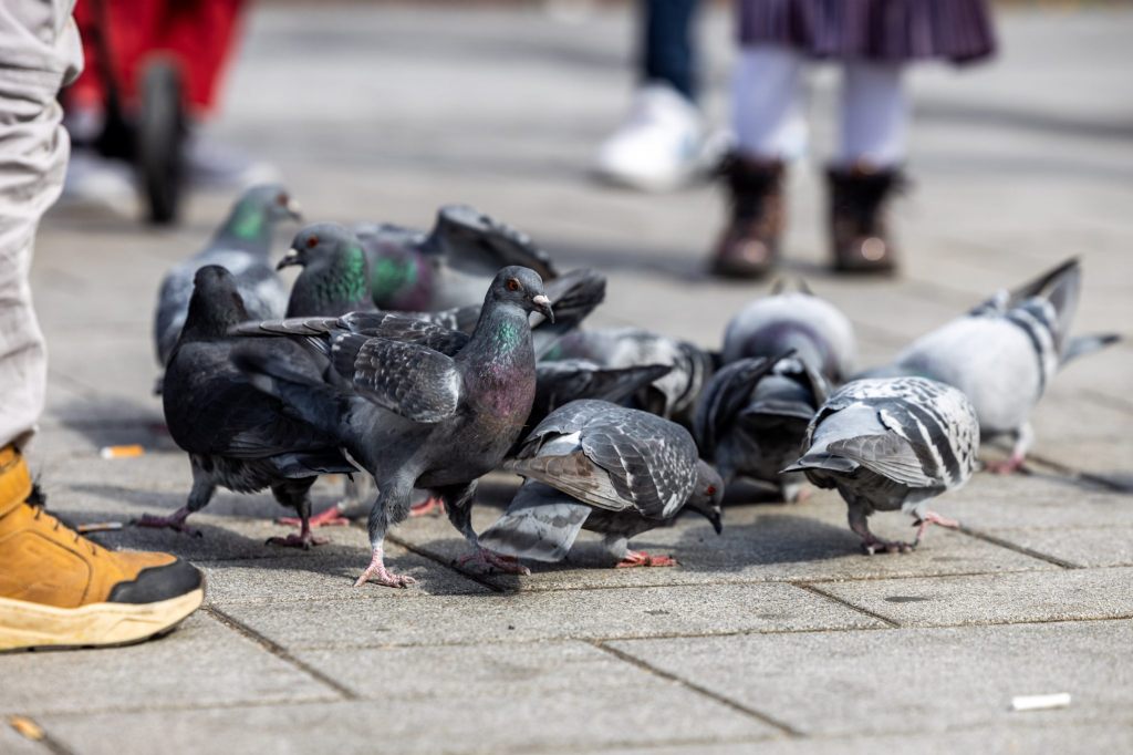 Neues Stadttaubenkonzept: Das Revival der Taubenschläge