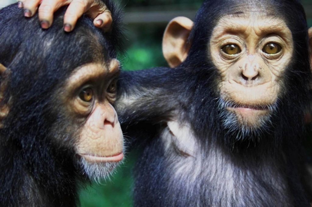 Wilde Schimpansen beim Alkoholkonsum erwischt