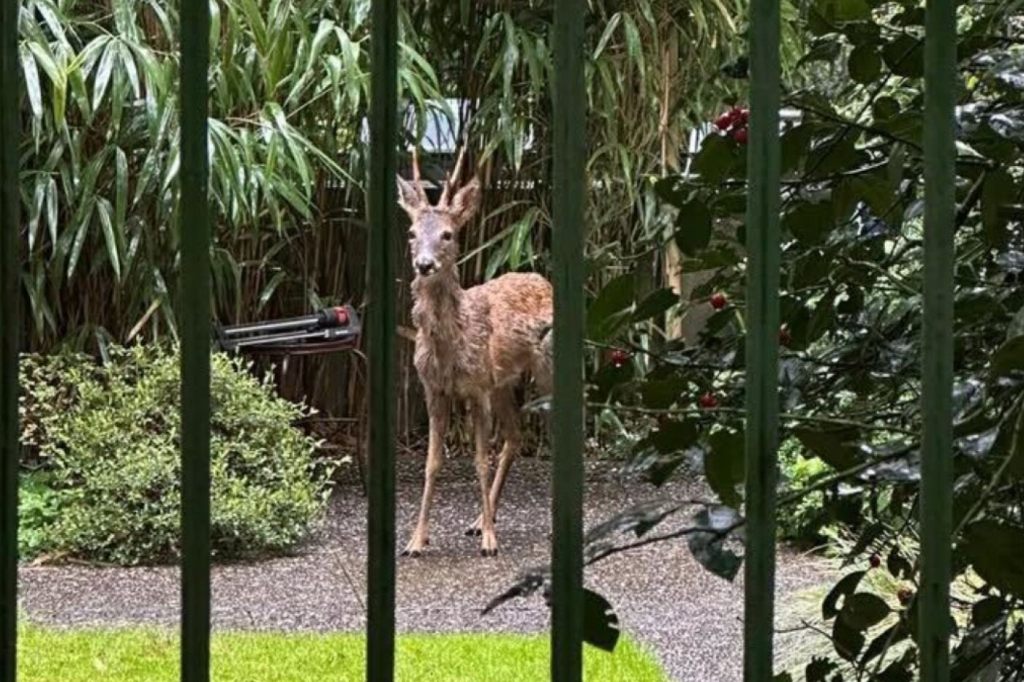 Basler Polizei greift Rehbock mitten in der Stadt auf