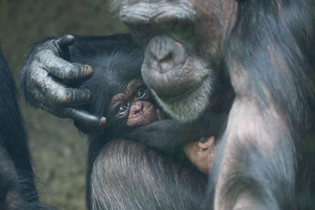 Zolli freut sich über Schimpansennachwuchs