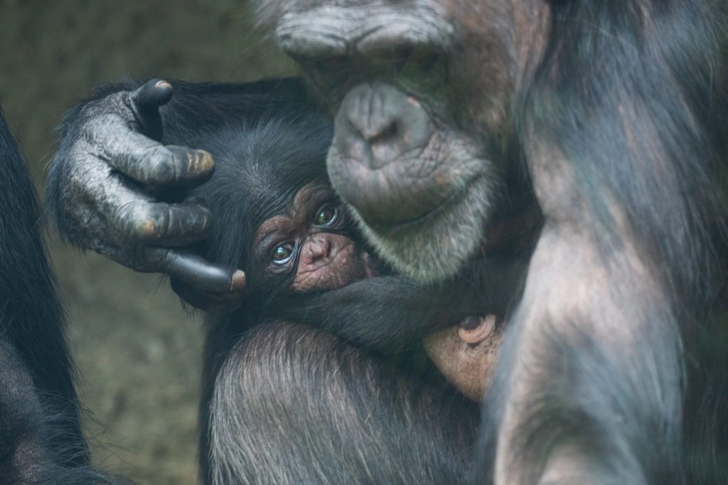 Zolli freut sich über Schimpansennachwuchs