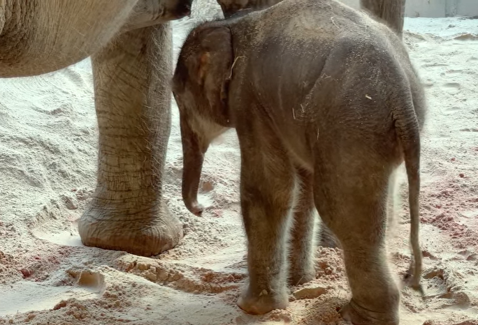 Elefantenkalb kommt an Ostern zur Welt
