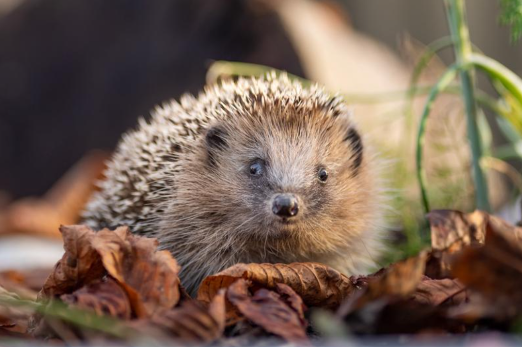 So hilfst du Igeln durch den Frühling