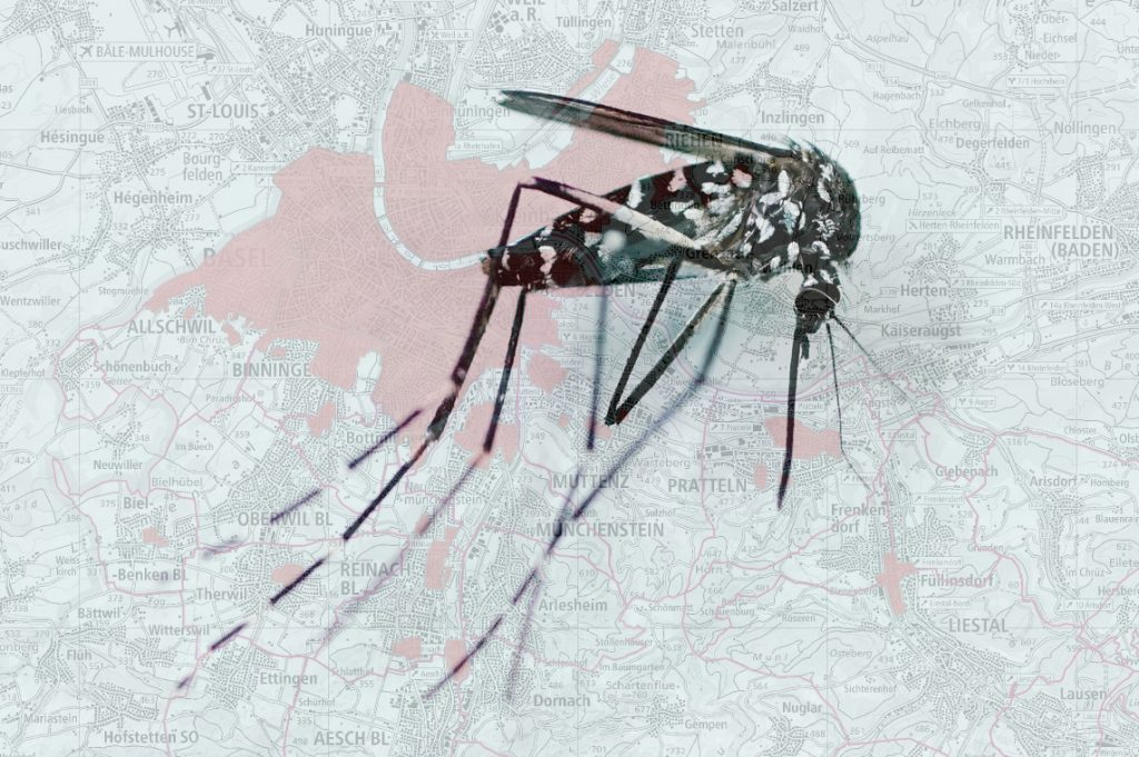 Tigermücke beschäftigt die Region Basel weiter