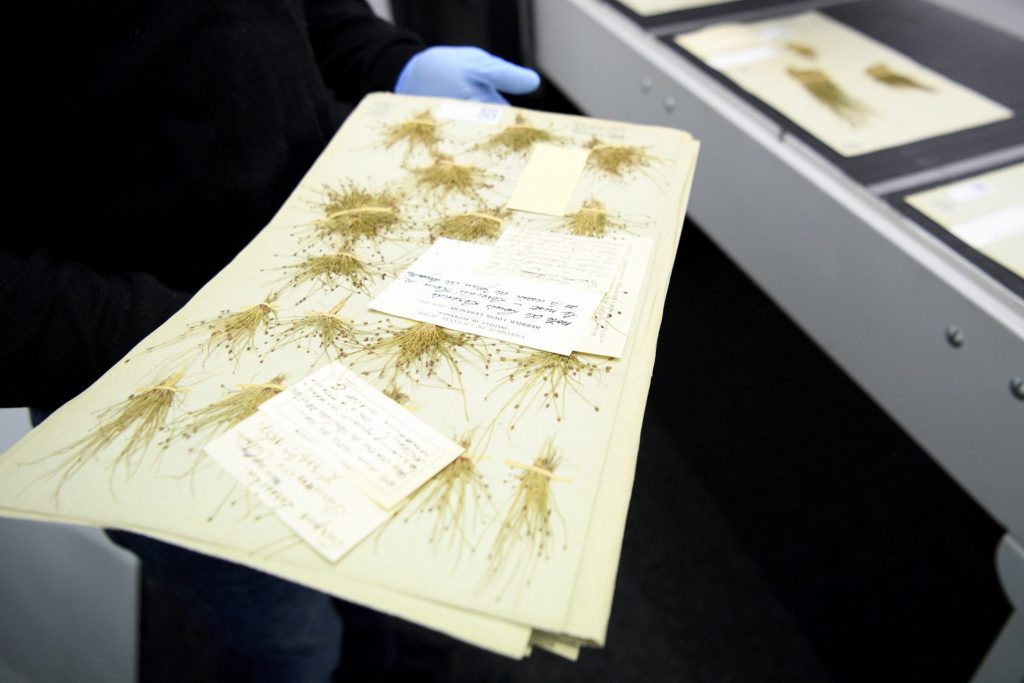 Zerstört geglaubte historische Pflanzensammlung in Basel gefunden