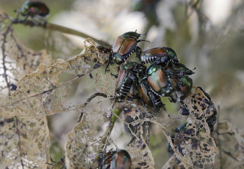 Neue Regelungen für die Region Basel wegen der Japankäfer-Saison 2025