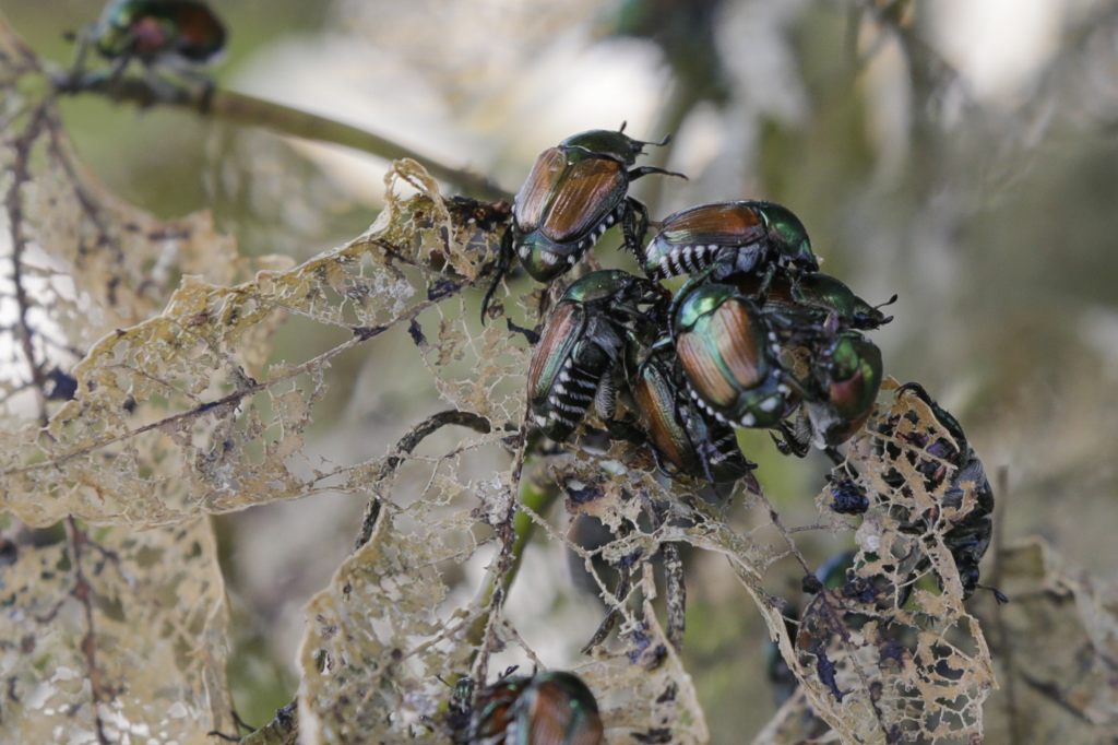 Neue Regelungen für die Region Basel wegen der Japankäfer-Saison 2025