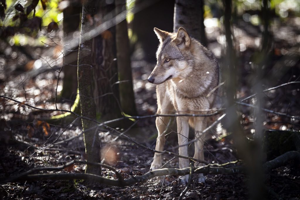 Präventive Abschüsse bremsen laut Bund Wachstum des Wolfbestands