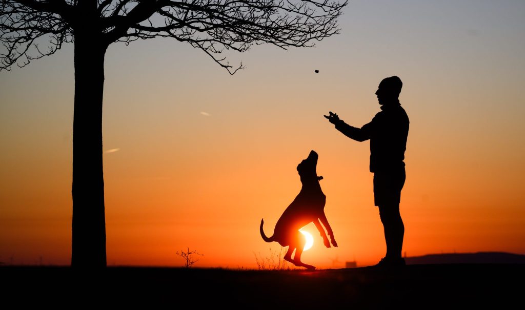 Nachfrage nach neuem Pflichtkurs für Ersthundehalter bleibt klein