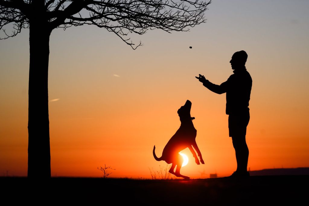 Nachfrage nach neuem Pflichtkurs für Ersthundehalter bleibt klein