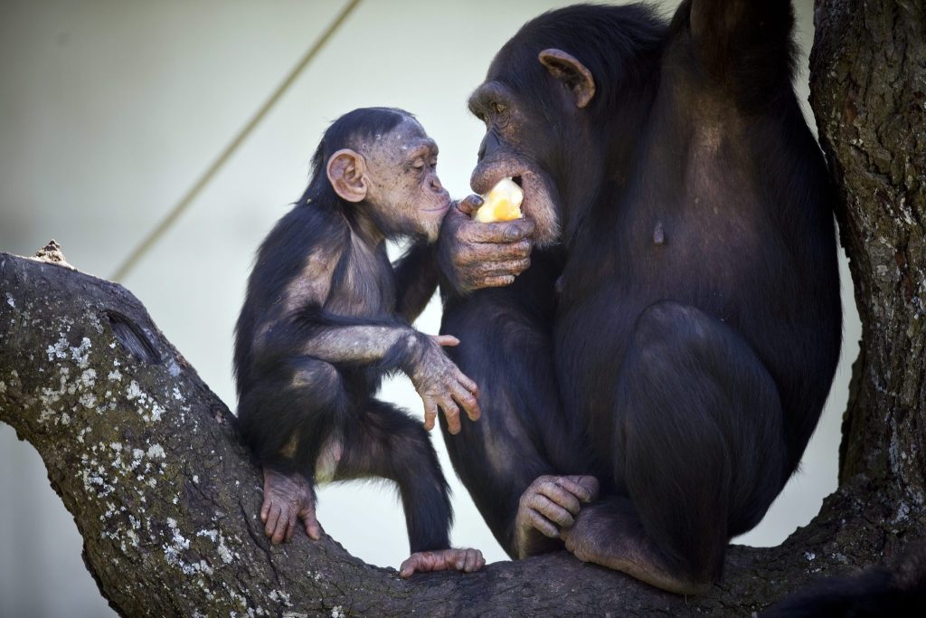 Schimpansen-Mütter prägen ihren Nachwuchs ähnlich wie Menschen