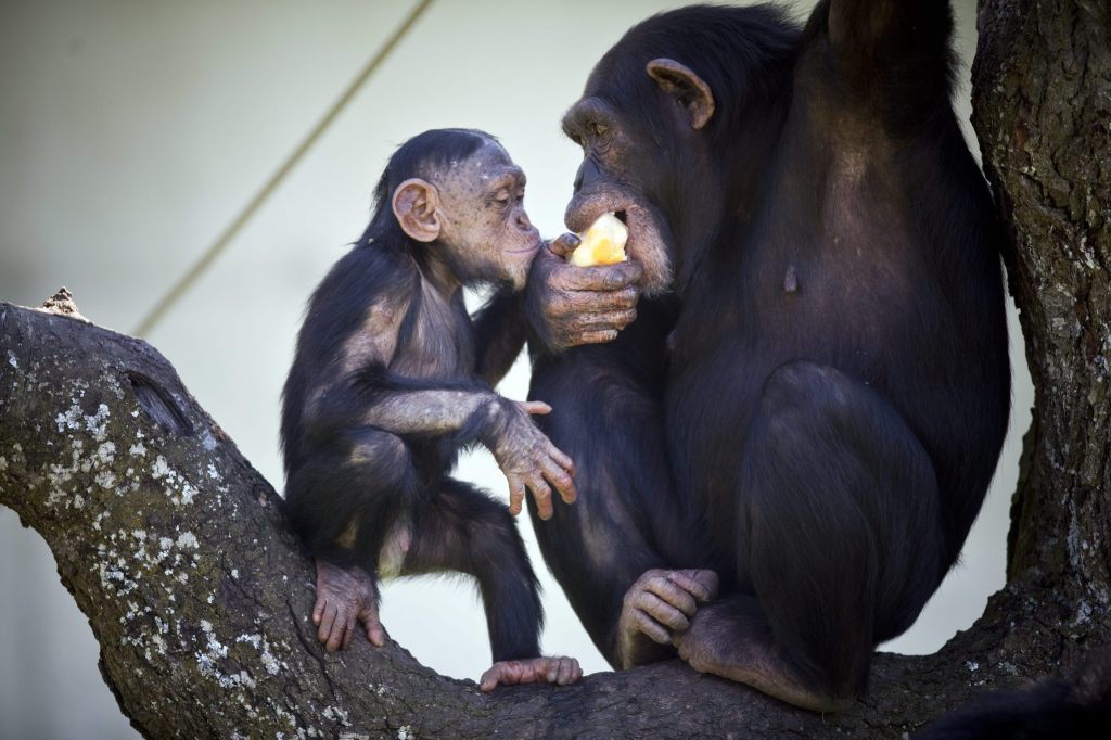 Schimpansen-Mütter prägen ihren Nachwuchs ähnlich wie Menschen