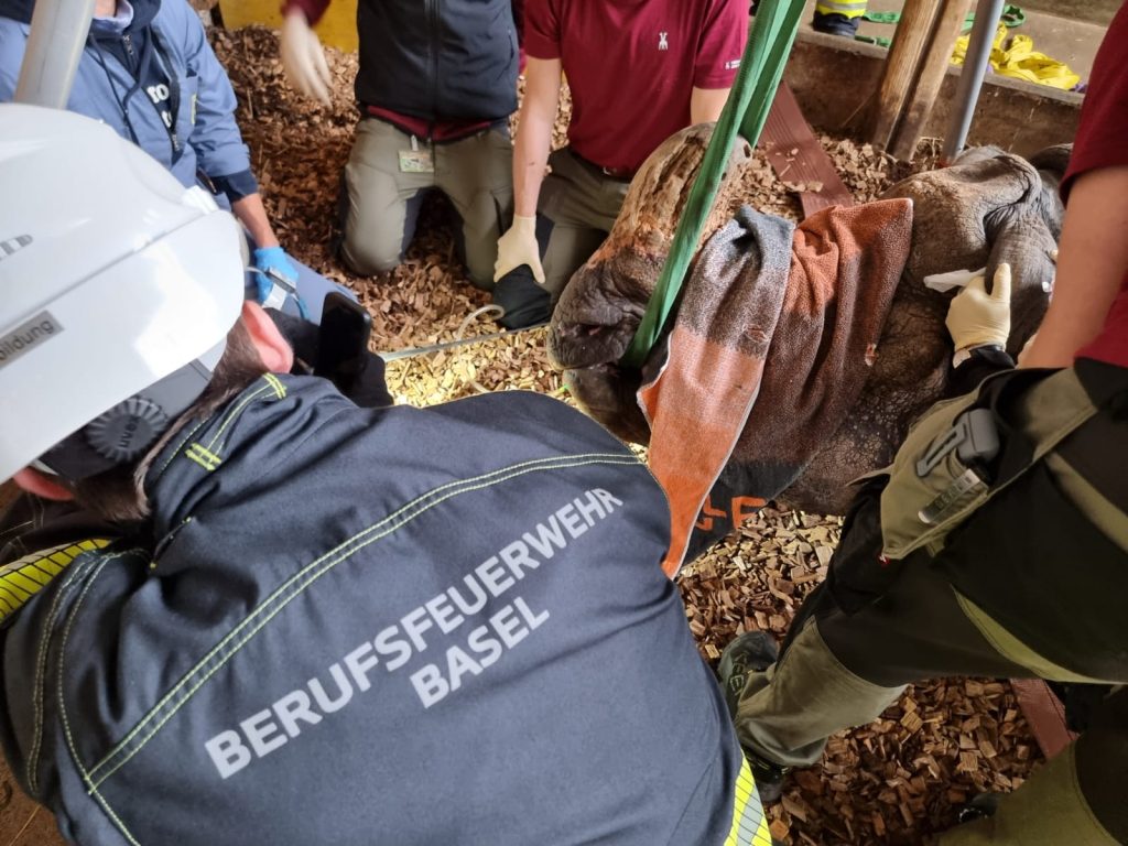 Ungewöhnlicher Feuerwehreinsatz: Zolli-Nashorn braucht Zahnarzt-Eingriff
