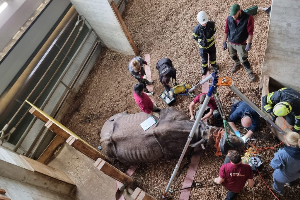 Ungewöhnlicher Feuerwehreinsatz: Zolli-Nashorn braucht Zahnarzt-Eingriff