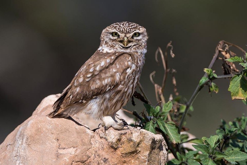 Ein Comeback für den Steinkauz: Birdlife Schweiz feiert Erfolge in der Nordwestschweiz